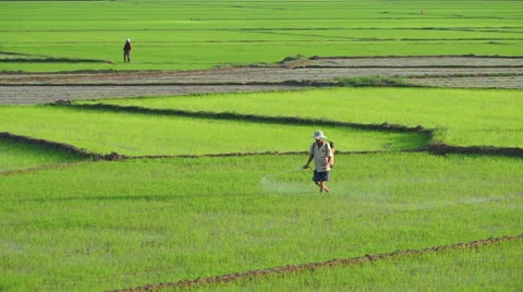 Asian man in triangular hat is watering a grass on the agricultural land of Stock Footage 67536241