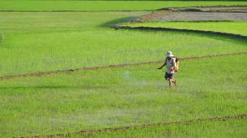 Asian man in triangular hat is watering a grass with shower from cylinder on the Stock Footage 67536354