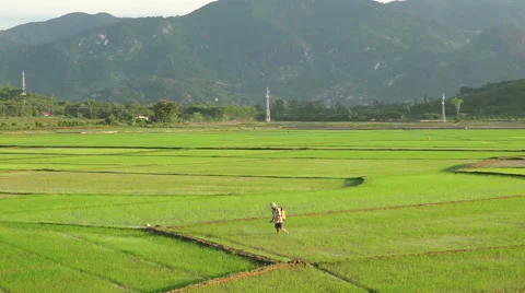 Asian man in triangular hats is watering a grass from cylinder on the Stock Footage 67535995