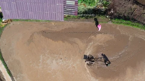 Asian man working on the rice fields with the tractor. Image taken from above Stock Footage 124636152