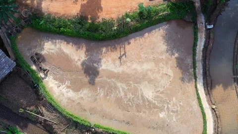 Asian man working on the rice fields with the tractor. Image taken from above Stock Footage 124636297