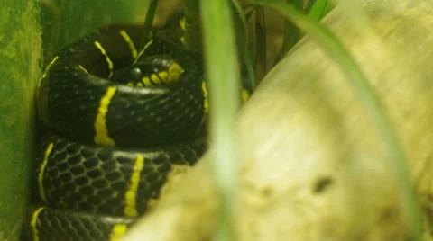 Asian Mangrove Snake Stock Footage 8690234