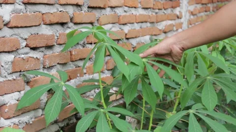 An Asian man's hand is picking cassava leaves in the garden beside the house Video stock 217430256
