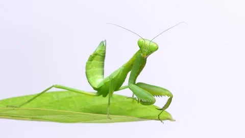 Asian mantis Stock Footage 276299334