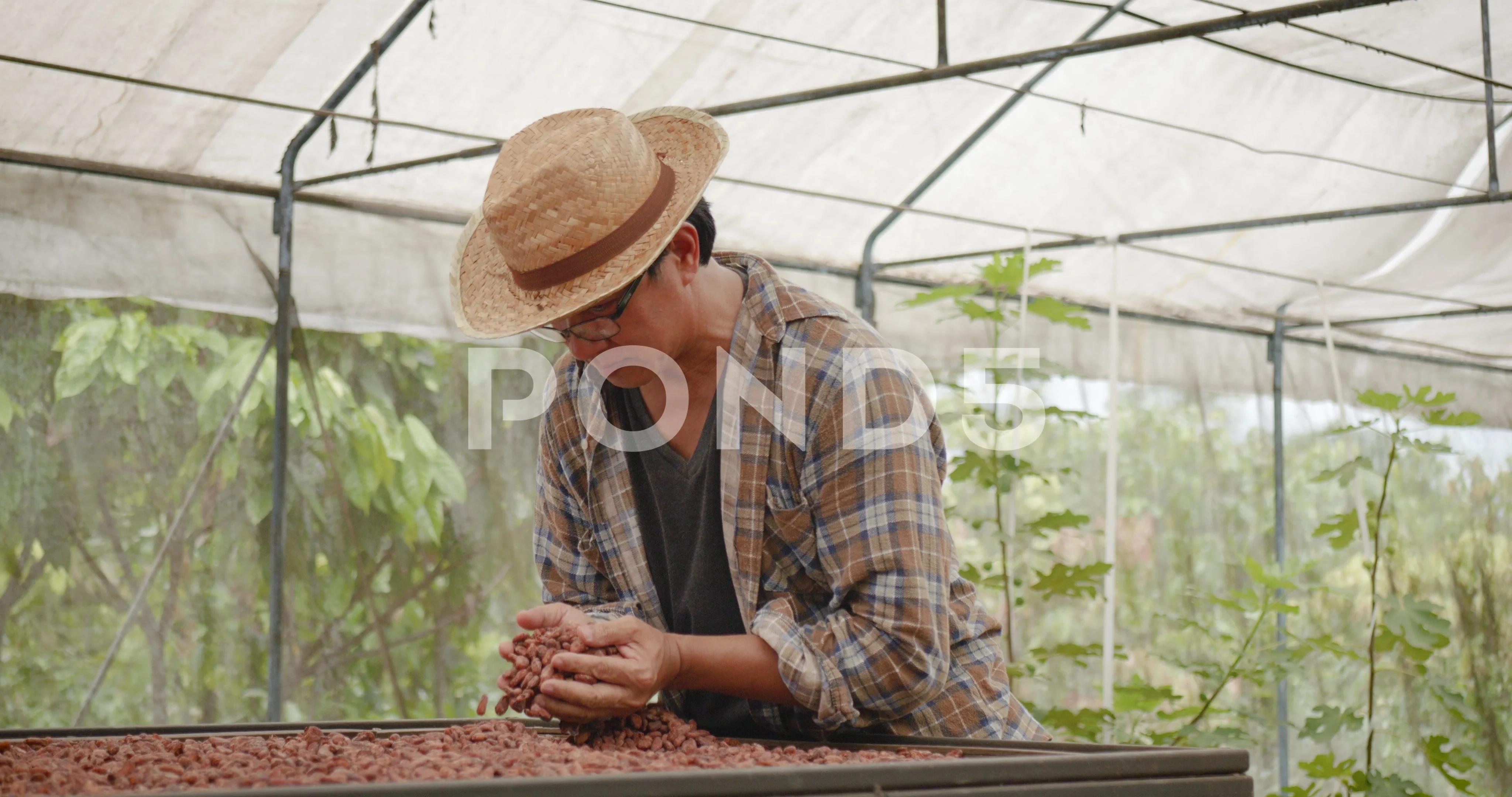 Asian mature man farmer spreading out dried cocoa beans on drying mesh  then..