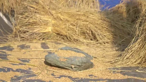 Asian method, manual paddy separating Stock Footage 270865131