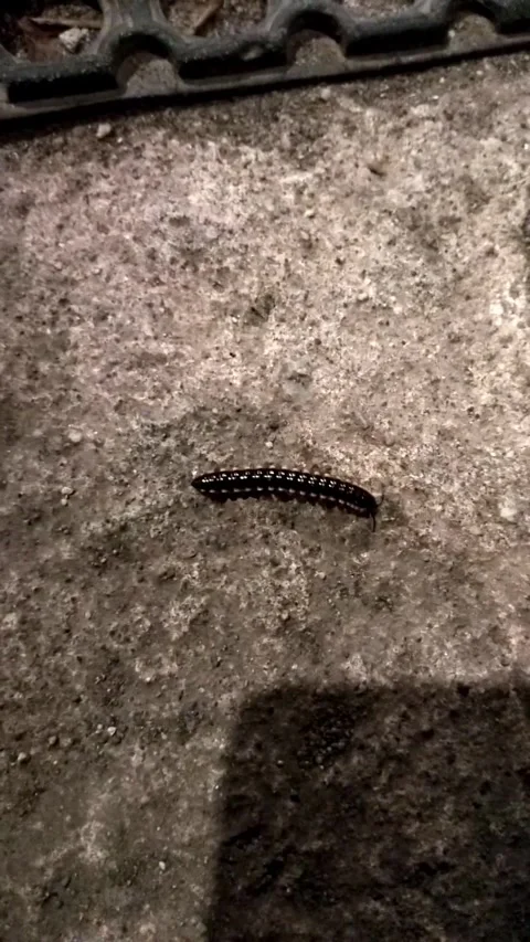 Asian Millipede Stock Footage 342000475