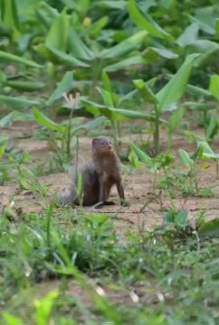 Asian Mongoose Stock Photos