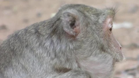 Asian monkey in a park Stock Footage 83485526