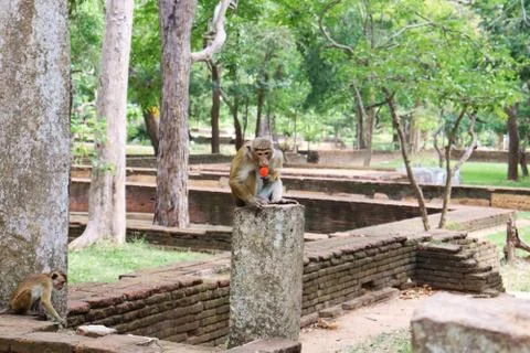 Asian monkey 写真素材