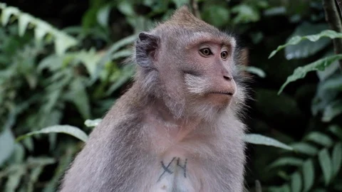 Asian monkey at the Sacred Monkey Forest in Bali. Stock Footage 122197123