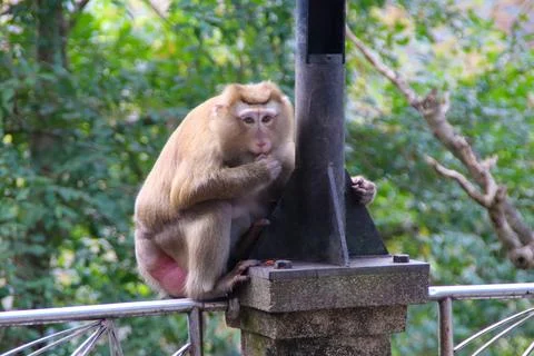 Asian monkey standing next to a pole and looking at the camera Stock-Fotos