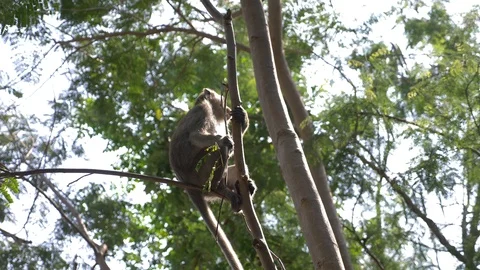 Asian monkey on a tree branch, in a forest in the wild. 4k, slow motion Stock-Footage 86521675