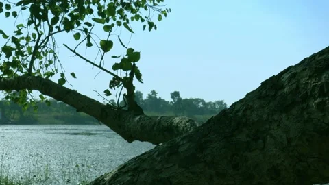Asian natural environment background. Stock Footage 166620047