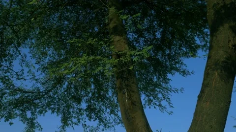 Asian natural environment background. Stock Footage 166620247