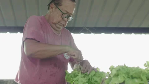 Asian old man Preparing salad vegetables collected from the backyard farm. Video stock 135218879