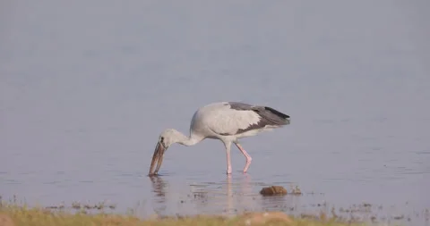 Asian Open Billed Stork pulling out apple snails from water Stock Footage 342840981
