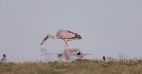 Asian Open Billed stork shaking and tossing snail before gulping watched by Stock Footage 342840904