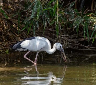 An Asian open billed stork standing in a river and looking at water. Stock Photos
