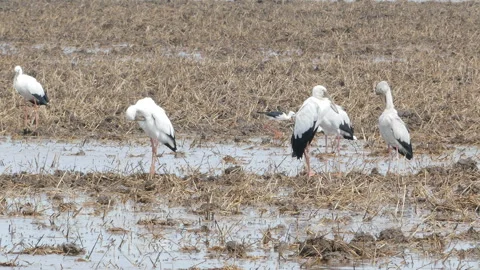 Asian Openbill bird in nature. 動画素材 339457627