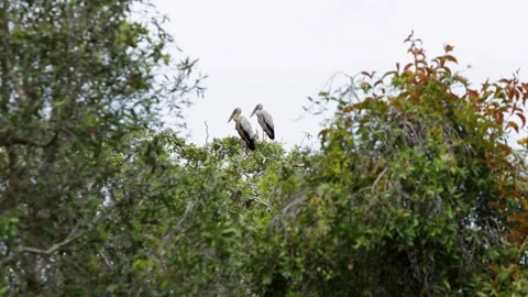Asian Openbill bird is relaxcing on top of tree Stock Footage 337832372