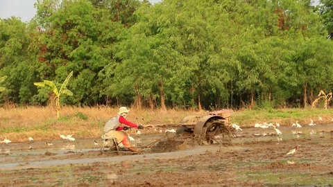 Asian Openbill in farm Stock Footage 79744066