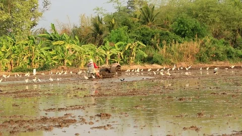 Asian Openbill in farm Stock Footage 79744186