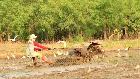 Asian Openbill in farm Video stock 79744211