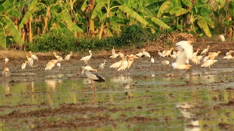 Asian Openbill in farm Stock Footage 79744314