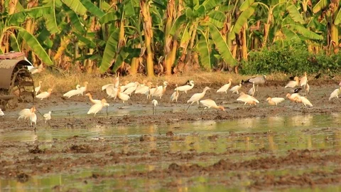 Asian Openbill in farm Stock Footage 79744373