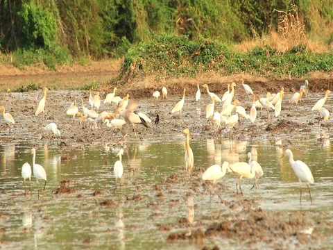 Asian Openbill in farm Stock Footage 79744436