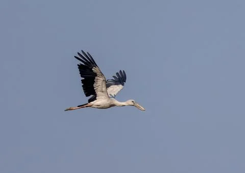 Asian openbill in flight. Stock Photos
