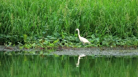 Asian Openbill Stock Footage 79742913