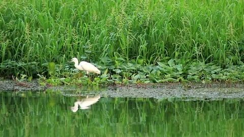Asian Openbill Stock Footage 79743049
