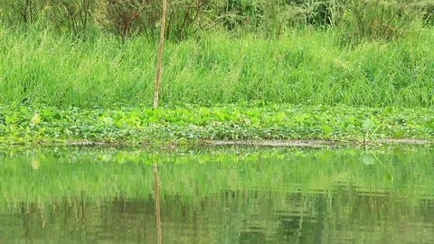 Asian Openbill Stock Footage 79743109