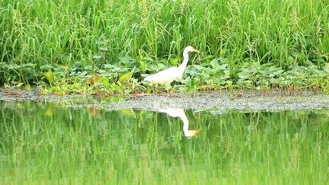 Asian Openbill Stock Footage 79743199