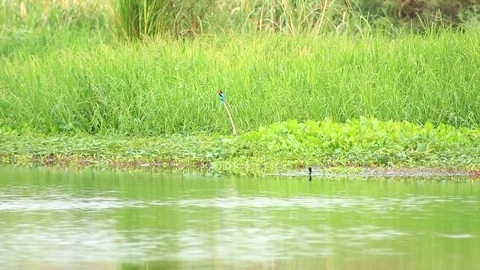 Asian Openbill Stock Footage 79743374