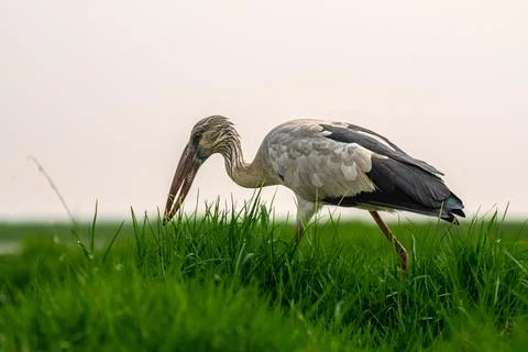 Asian Openbill Stock Photos