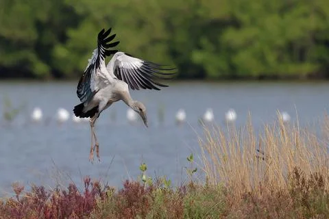 Asian openbill Stock Photos