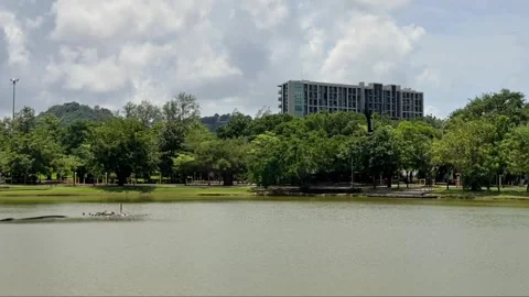 An Asian openbill stork flies low over a lake in a city park. Stock Footage 337681210