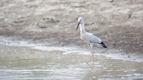Asian Openbill Stork Stockbeeldmateriaal 128772707