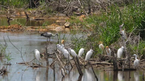 Asian openbill stork foraging with white egrets in tropical wetland Stock Footage 336462152