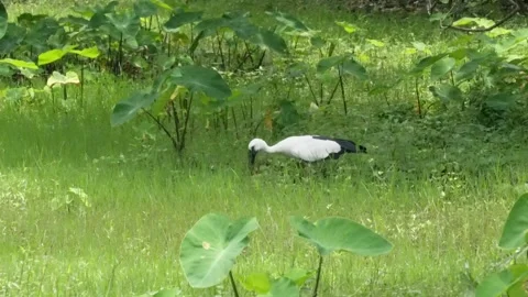 An Asian Openbill Stork is on the grass field full with taro plants Stock Footage 314522011