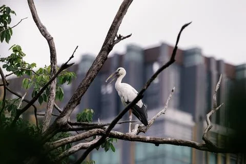 Asian openbill stork perching on tree branch in city park Stock-Fotos