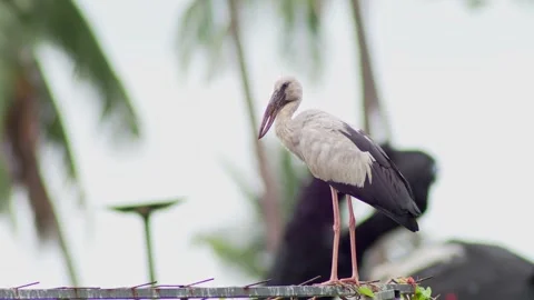 Asian Openbill Stork Resting on Perch Stockbeeldmateriaal 334766121