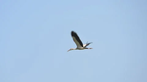 Asian Openbill Stork soaring through the sky Видео 309011118