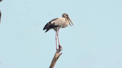 Asian openbill stork standing elegantly on single branch Stock Footage 271667542