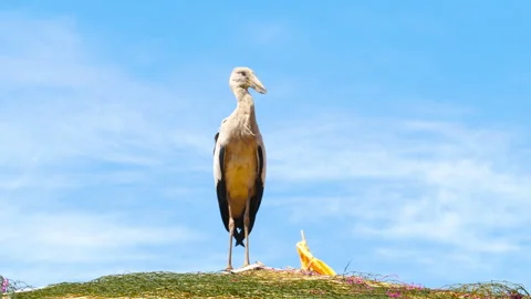 Asian Openbill Stork Standing on Straw Roof Stock Footage 335219366