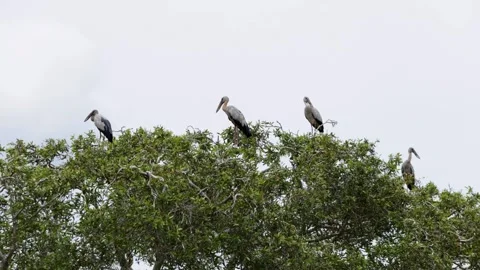 Asian Openbill Stork Standing on Tree and Taking Flight in Natural Habitat Stock Footage 337832352