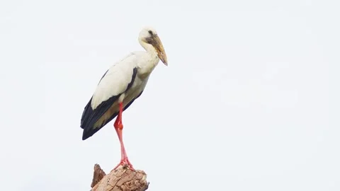 Asian Openbill Stork Taking Off from Stump in Sri Lanka Видео 151589634